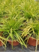 rośliny ogrodowe - Turzyca EVERILLO® Carex oshimensis /C2 *K4