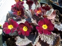 rośliny ogrodowe -  Pierwiosnek INISFREE Primula vulgaris
