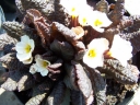rośliny ozdobne -  Pierwiosnek DRUMCLIFF Primula vulgaris