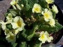 rośliny ogrodowe -  Pierwiosnek MONEYGALL Primula vulgaris