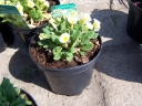 rośliny ogrodowe - Pierwiosnek MONEYGALL Primula vulgaris