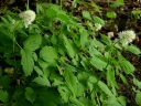 rośliny ozdobne - Czerniec gronkowy Actaea spicata /C2