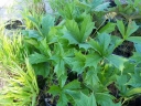 rośliny ogrodowe - Rodgersja stopowcolistna Rodgersia podophylla /C5 *K9