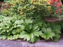rośliny ozdobne - Rodgersja stopowcolistna Rodgersia podophylla /C5 *K9