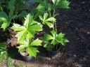sadzonki - Rodgersja stopowcolistna Rodgersia podophylla /C5 *K9