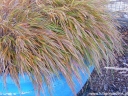 rośliny ozdobne - Hakonechloa macra GREENHILLS /P12