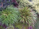rośliny ozdobne - Hakonechloa macra GREENHILLS /P12