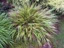 sadzonki - Hakonechloa macra GREENHILLS /P12