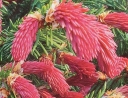 rośliny ozdobne -  Świerk pospolity RYDAL Picea abies C3/30cm *4K