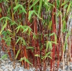 rośliny ogrodowe -  Bambus czerwony Fargesia specias JIUZHAIGOU nr1 Red bamboo C7,5/60-100cm *K25
