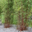 rośliny ozdobne - Bambus czerwony Fargesia specias JIUZHAIGOU nr1 Red bamboo C7,5/60-100cm *K25