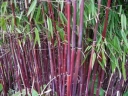 sadzonki - Bambus czerwony Fargesia specias JIUZHAIGOU nr1 Red bamboo C7,5/60-100cm *K25