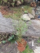 sklep ogrodniczy - Bambus czerwony Fargesia specias JIUZHAIGOU nr1 Red bamboo C7,5/60-100cm *K25