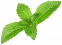 sadzonki -  Stewia w doniczce Stevia rebaudiana Naturalny słodzik P12