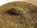 sadzonki - Stewia w doniczce Stevia rebaudiana Naturalny słodzik P12