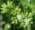 rośliny ogrodowe - Stewia w doniczce Stevia rebaudiana Naturalny słodzik P12