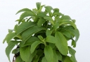 rośliny ozdobne - Stewia w doniczce Stevia rebaudiana Naturalny słodzik P12
