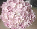 rośliny ogrodowe -  Hydrangea macr. You&Me Everbloom Black Steel® FLAMINGO Hortensja /C5