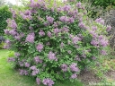 rośliny ozdobne - Lilak BLOOMERANG® Dark Purple na PNIU Syringa C5/Pa80(140)cm *K6