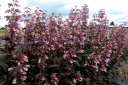 sadzonki -  Penstemon DARK TOWER /C2,5