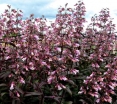 rośliny ogrodowe - Penstemon DARK TOWER /C2,5