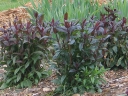 rośliny ozdobne - Penstemon DARK TOWER /C2,5