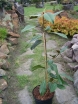 sklep ogrodniczy - Magnolia grandiflora EDITH BOGUE Zimozielona wielkokwiatowa C10/1m