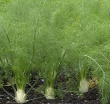 rośliny ogrodowe -  Fenkuł włoski 'GREEN' Koper włoski w doniczce Foeniculum vulgare C1,5