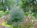 sadzonki - Fenkuł włoski 'GREEN' Koper włoski w doniczce Foeniculum vulgare C1,5