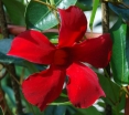 sadzonki -  Sundaville Dipladenia CZERWONA C1/20-30cm
