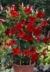 rośliny ogrodowe - Sundaville Dipladenia CZERWONA C1/20-30cm