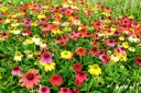 sadzonki - Jeżówka CHEYENNE SPIRIT - MIX kolor Echinacea /C2 *K3