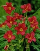 rośliny ogrodowe - Liliowiec PARDON ME Hemerocalis /C3