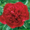 rośliny ogrodowe -  Piwonia bylinowa RED MAGIC Peonia lactiflora /C4