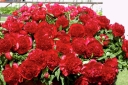 rośliny ozdobne - Piwonia bylinowa RED MAGIC Peonia lactiflora /C4