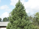 sklep ogrodniczy - Kosodrzewina żywopłotowa Pinus mugo subsp.uncinata C3/50cm
