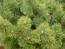 rośliny ozdobne - Kosodrzewina żywopłotowa Pinus mugo subsp.uncinata C3/50cm