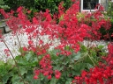 rośliny ozdobne -  Żurawka krwista "Leuchtkäfer" Heuchera sanguinea /C2 *K7