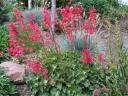 rośliny ogrodowe - Żurawka krwista "Leuchtkäfer" Heuchera sanguinea /C2 *K7