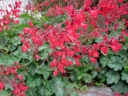 rośliny ozdobne - Żurawka krwista "Leuchtkäfer" Heuchera sanguinea /C2 *K7