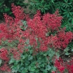 rośliny ogrodowe - Żurawka krwista "Leuchtkäfer" Heuchera sanguinea /C2 *K7