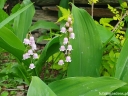 sklep ogrodniczy -  Konwalia majowa ROSEA Convallaria majalis Rosea /P9 *K25