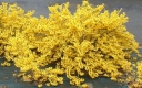 sadzonki -  Forsycja karłowa MAREE D'OR 'Courtasol' Forsythia C1,5/20-30cm