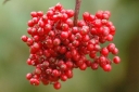 sklep ogrodniczy - Bez koralowy WELSH GOLD 'Walfinb' Sambucus racemosa C7,5