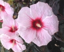 sadzonki - Hibiscus bylinowy XXL odmiana SUMMER STORM Ketmia Hibiskus /C1,5
