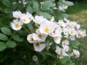 rośliny ozdobne -  Róża wielokwiatowa Róża polna Rosa multiflora C2/30cm *K18