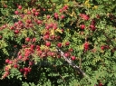 rośliny ogrodowe - Róża wielokwiatowa Róża polna Rosa multiflora C2/30cm *K18