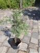 sklep ogrodniczy - Klon palmowy ORANGEOLA Acer palmatum C4/40-60cm *K9