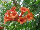 rośliny ozdobne -  Milin INDIAN SUMMER na PNIU Campsis×tagliabuana 'Trumpet Cliper' C15/Pa80(140)cm *PACZ