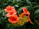 sadzonki -  Milin SUMMER JAZZ FIRE na PNIU Campsis tagliabuana 'Takarazuka Fresa' C12/Pa80(120)cm *K6